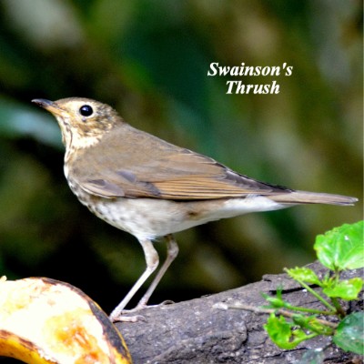 Swainson's Thrush